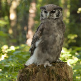 Verreaux's Eagle-Owl - Milky Eagle Owl - Bubo Lacteus