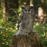 Verreaux's Eagle-Owl - Milky Eagle Owl - Bubo Lacteus