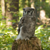 Milky Eagle Owl - Verreauxs Eagle Owl - Bubo Lacteus