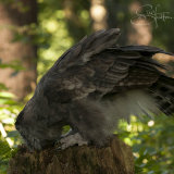 Verreaux's Eagle-Owl - Milky Eagle Owl - Bubo Lacteus