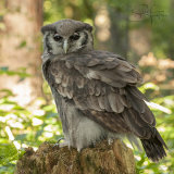Verreaux's Eagle-Owl -Milky Eagle Owl - Bubo Lacteus
