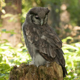 Verreaux's Eagle-Owl - Milky Eagle Owl - Bubo Lacteus