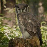 Verreaux's Eagle-Owl - Milky Eagle Owl - Bubo Lacteus