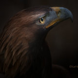 Golden Eagle - Aquila Chrysaetos