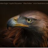Golden Eagle