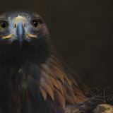 Golden Eagle - Aquila Chrysaetos