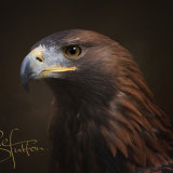 Golden Eagle - Aquila Chrysaetos