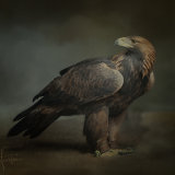 Golden Eagle - Aquila Chrysaetos
