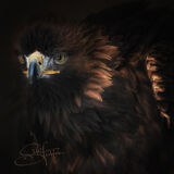 Golden Eagle - Aquila Chrysaetos