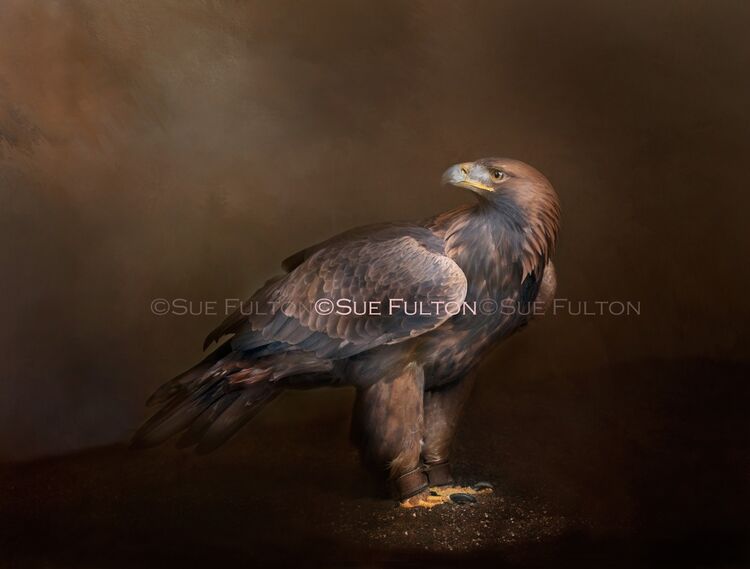 'Tethered Majesty' Limited Edition Fine Art Print