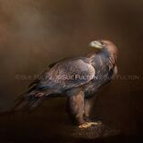 'Tethered Majesty' Limited Edition Fine Art Print