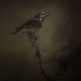 Lesser Redpoll