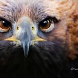 Golden Eagle - Aquila Chrysaetos
