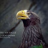 Stellers Sea Eagle - Haliaeetus Pelagicus