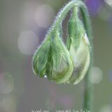 Sweet Pea
