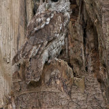 Tawny Owl - Strix Aluco