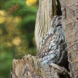 Tawny Owl - Strix Aluco