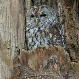 Tawny Owl - Strix Aluco