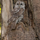 Tawny Owl - Strix Aluco
