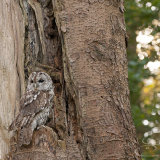 Tawny Owl - Strix Aluco