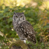 African Eagle Owl - Bubo Africanus