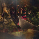 Fairy Tales