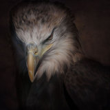 Bald Eagle - Haliaeetus Leucocephalus