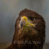 White Tailed Sea Eagle