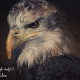 Bald Eagle - Haliaeetus Leucocephalus