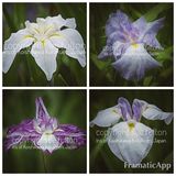 Irises