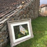 Found a suitable barn at which to photograph my Barn Owl print, available to purchase, with or without frame.