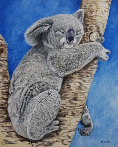Koala 