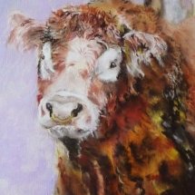 Lincolnshir Red bull - Pastel