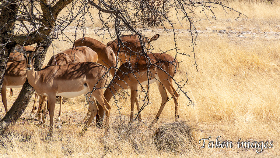 Black-faced Impala (Aepyceros melampus petersi)