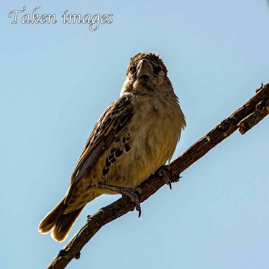 Sociable Weaver (Philetairus socius)