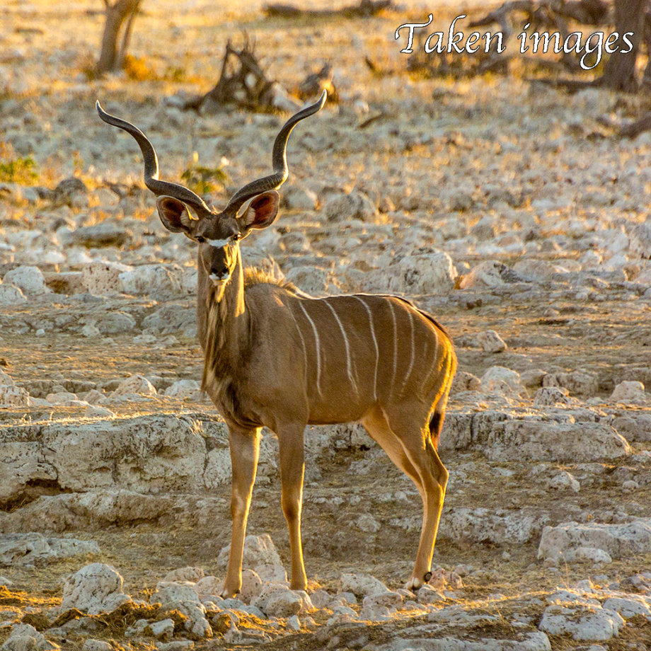 Great Kudu (Tragelaphus strepsiceros)