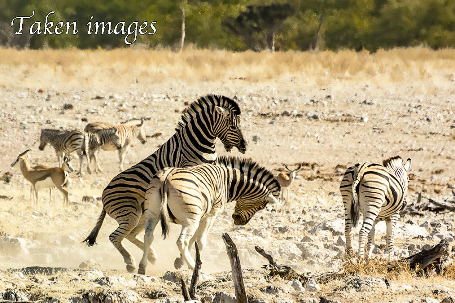 Burchell's Zebra (Equus quagga burchelli)