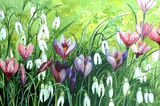 CROCUS & SNOWDROPS