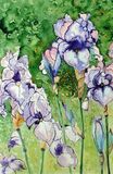 IRISES