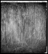 Reed Beds at Hoo
