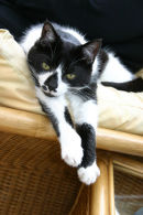 Relaxed cat