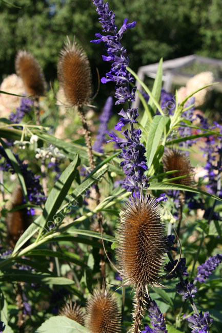 Teasels