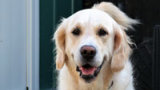 Reference photograph for Frankie, Billy and Teddy