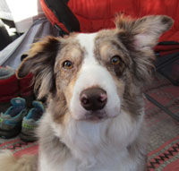 Jac'c 5 Border Collie