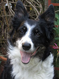 Jac'c 5 Border Collie