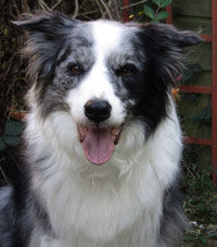 Jac'c 5 Border Collie