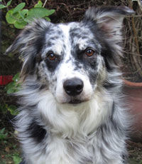 Jac'c 5 Border Collie