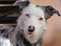Jac'c 5 Border Collie