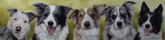 Jac'c 5 Border Collie