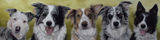 Jac'c 5 Border Collie